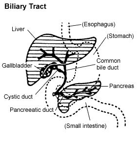 Biliary Tract picture