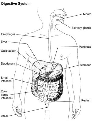 Digestive System picture