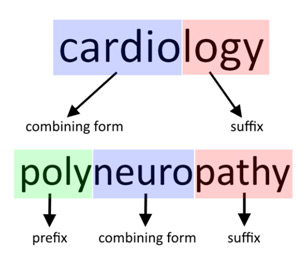 Medical terminology glossary