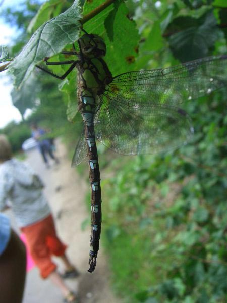 A happy dragon fly dangling in the heritage marshes mentioned above