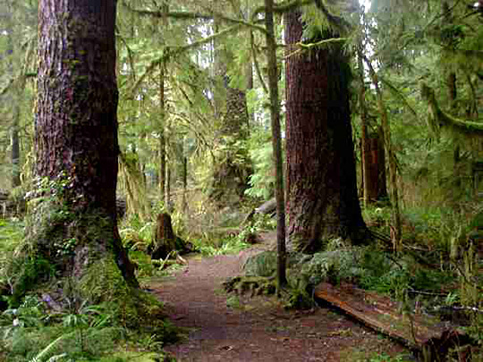 <? echo $title; ?> - Went for a walk in an old growth forest, still in Washington.