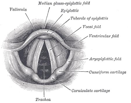 Laryngoscopic view of the vocal folds