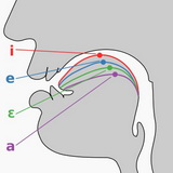 Tongue positions ofcardinalfront vowels with highest point indicated