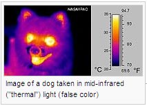 Image of a dog taken in mid-infrared ("thermal") light (false color)