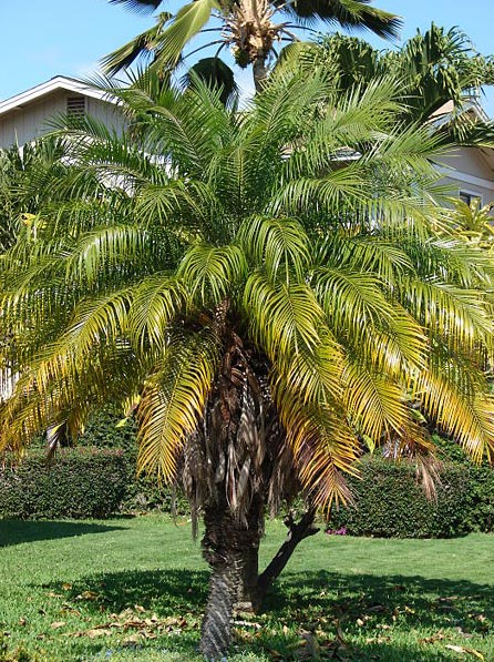 house plants palms. Dwarf Date Palm image