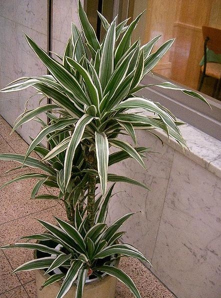 dracaena house plant