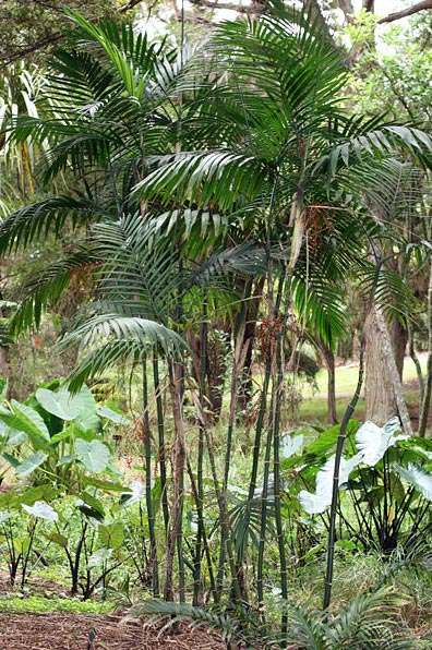 Reed Palm image