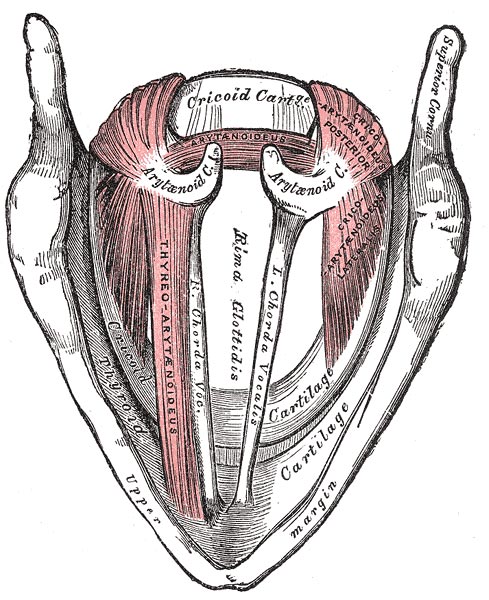 Muscles of the larynx, seen from above