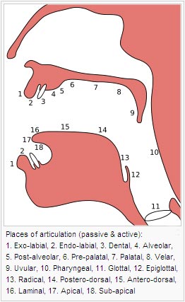 Places of articulation:
1. Exo-labial, 2. Endo-labial, 3. Dental, 4. Alveolar, 5. Post-alveolar, 6. Pre-palatal, 7. Palatal, 8. Velar, 9. Uvular, 10. Pharyngeal, 11. Glottal, 12. Epiglottal, 13. Radical, 14. Postero-dorsal, 15. Antero-dorsal, 16. Laminal, 17. Apical, 18. Sub-apical