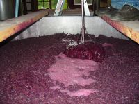 Vigorously fermenting red wine.