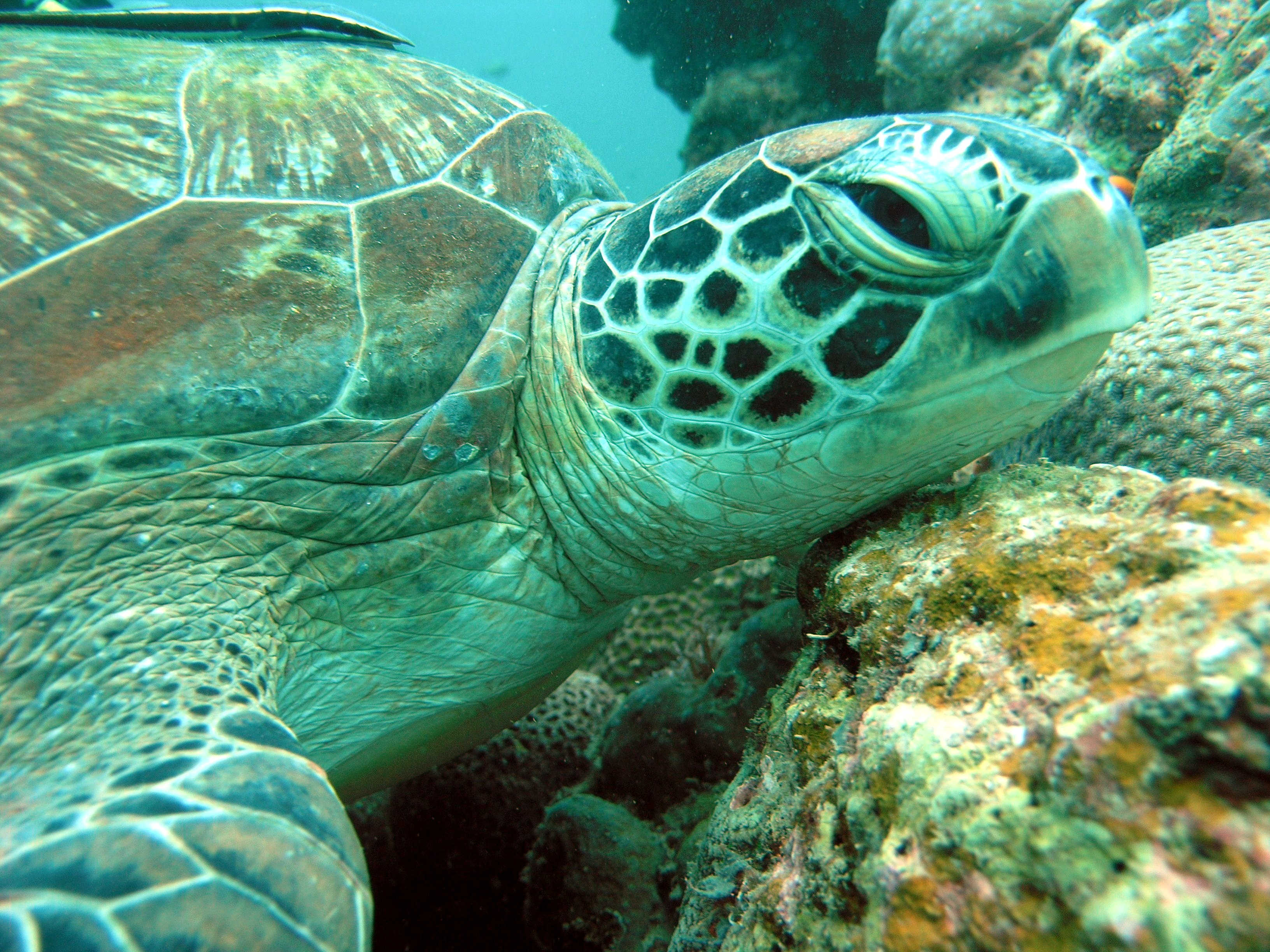 Среда обитания зеленой черепахи. Зеленая морская черепаха. Зелёная черепаха Chelonia mydas. Суповая черепаха. Зеленая морская черепаха и суповая черепаха.
