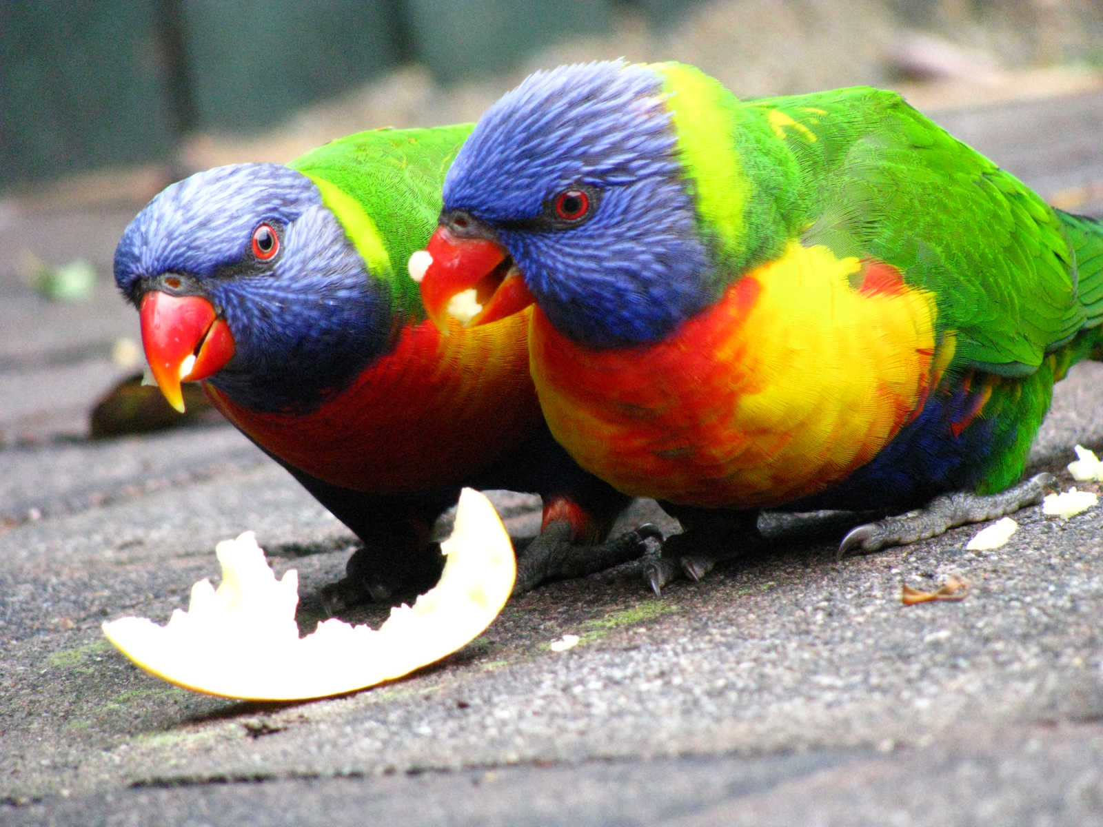 Попугай ест фрукты. Что едят попугаи. Попугай ест насекомых. Чем питаются попугаи картинки.
