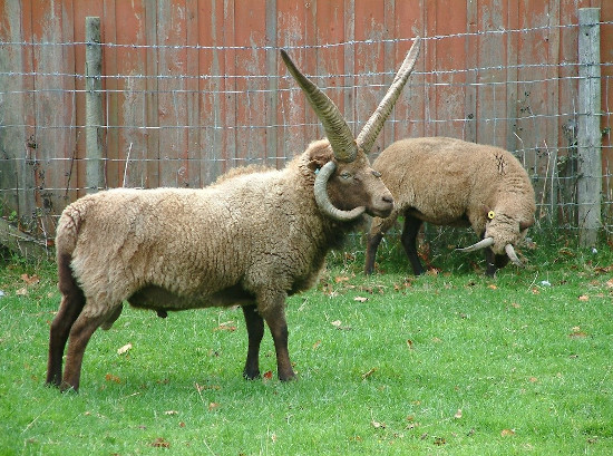 Loaghtan, a Manx breed of primitive sheep