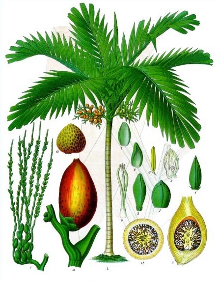 Areca Palm image