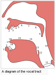 A diagram of the vocal tract